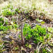 YARSAGUMBA (CATERPILLAR FUNGUS)