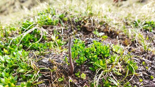 YARSAGUMBA (CATERPILLAR FUNGUS)