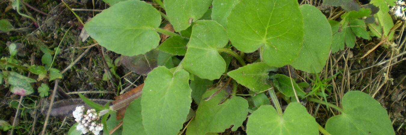 SUGANDHAWAL (VALERIAN)
