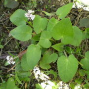 SUGANDHAWAL (VALERIAN)