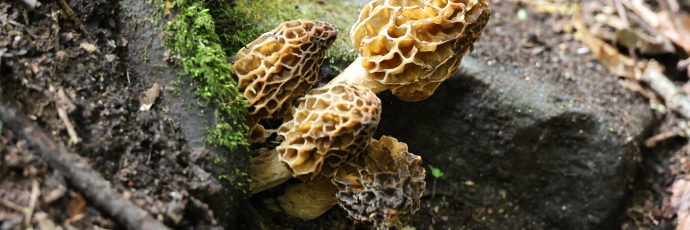 GUCHHICHYAU (MOREL MUSHROOM)