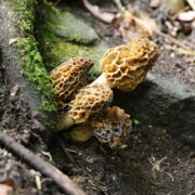 GUCHHICHYAU (MOREL MUSHROOM)