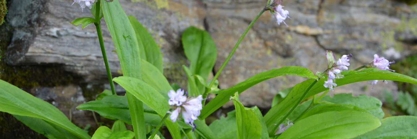 JATAMANSI (SPIKENARD)