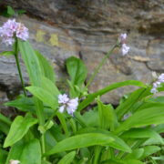 JATAMANSI (SPIKENARD)