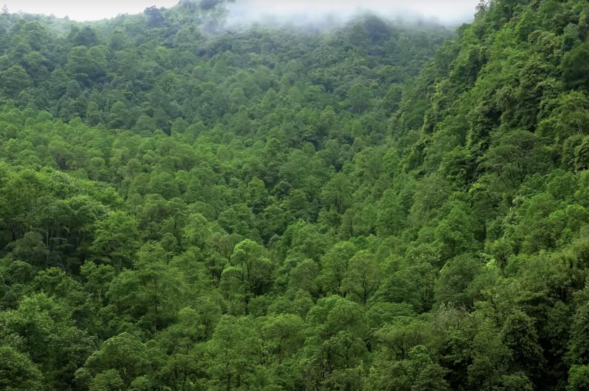 Forest Certification for Ecosystem Services: Forest Carbon (Nepali version)