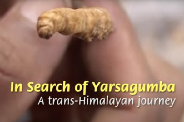 In search of Yarshagumba (English version)