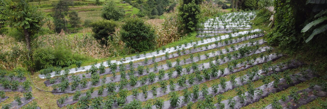 The Green Evolution: Pathways to Food Systems Transformation