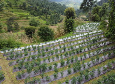 The Green Evolution: Pathways to Food Systems Transformation