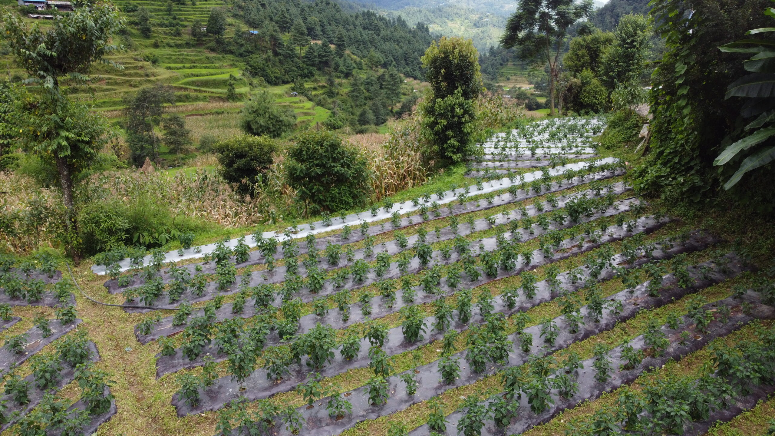 The Green Evolution: Pathways to Food Systems Transformation