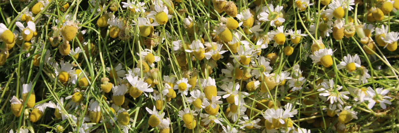 Stakeholder mapping of essential oils value chain in western Nepal