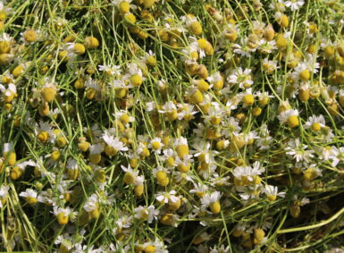 Stakeholder mapping of essential oils value chain in western Nepal