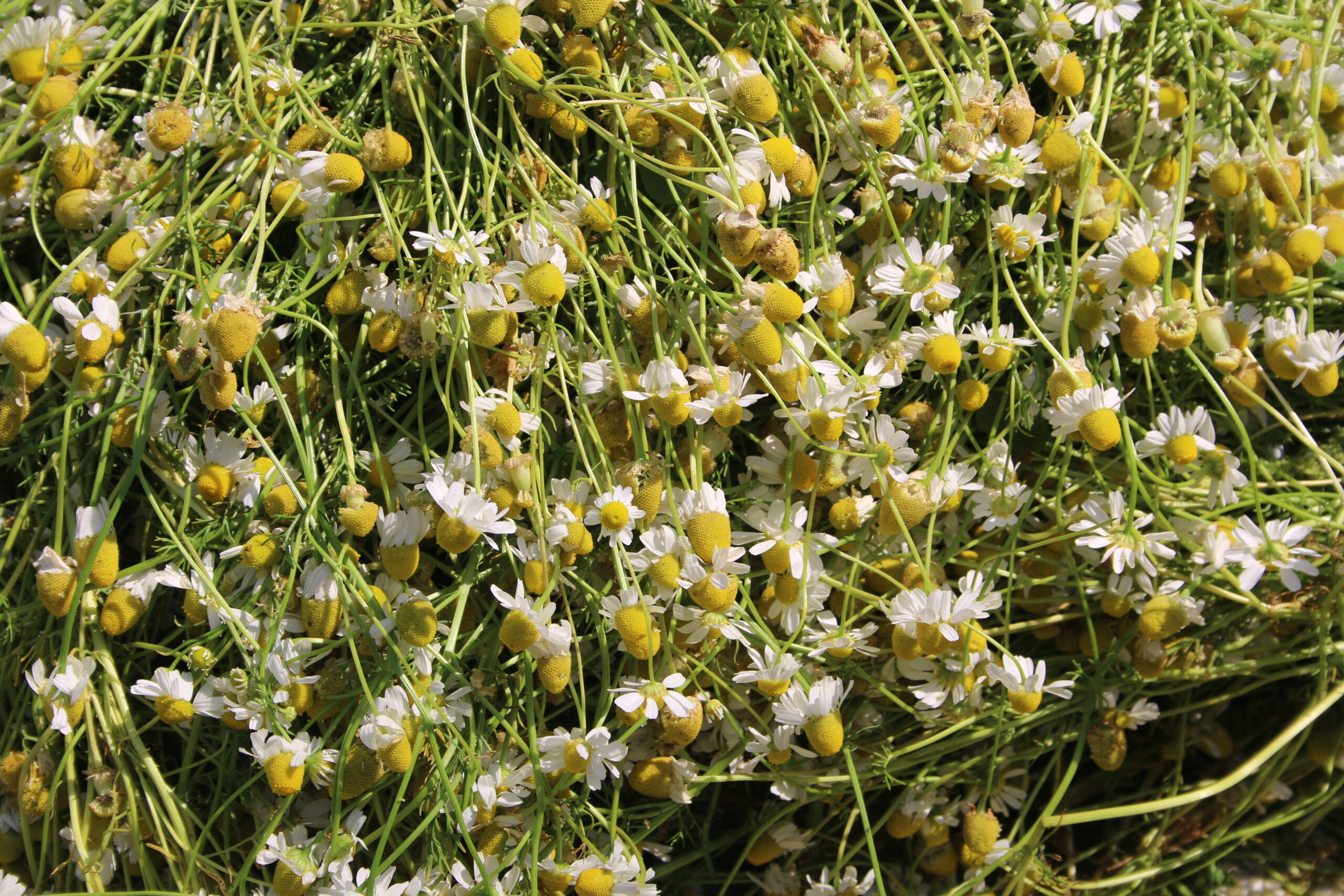 Stakeholder mapping of essential oils value chain in western Nepal