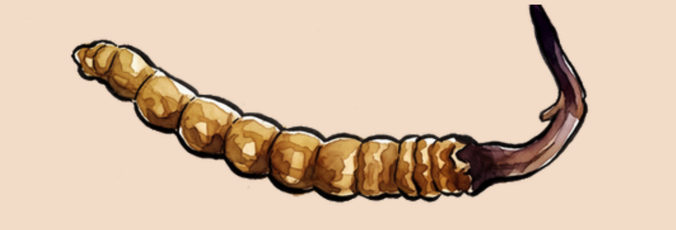 Yarsagumba